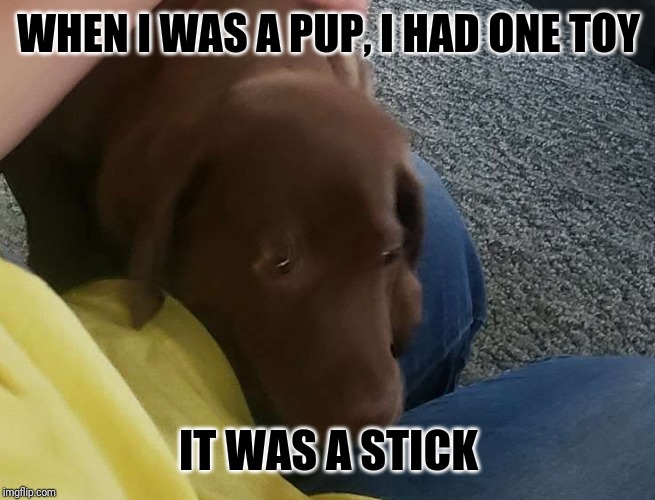 Happy Dog | WHEN I WAS A PUP, I HAD ONE TOY; IT WAS A STICK | image tagged in happy dog | made w/ Imgflip meme maker