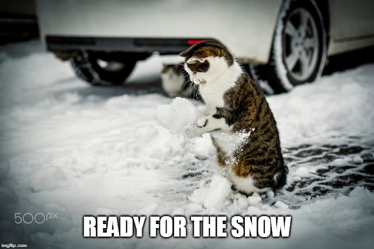 READY FOR THE SNOW | image tagged in cats,december,snow | made w/ Imgflip meme maker