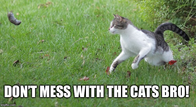 Warrior cat meme | DON’T MESS WITH THE CATS BRO! | image tagged in warrior cat meme | made w/ Imgflip meme maker