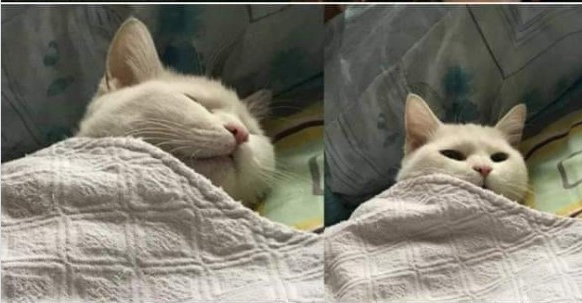 High Quality TWO CATS SLEEPING BLANKET Blank Meme Template