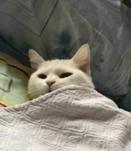 High Quality CAT SLEEPING BLANKET LEFT Blank Meme Template