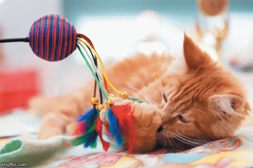 Google Game Cat Wand - Discover & Share GIFs