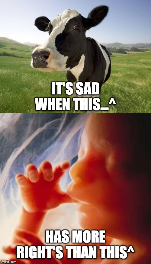 IT'S SAD WHEN THIS...^ HAS MORE RIGHT'S THAN THIS^ | image tagged in cow,fetus | made w/ Imgflip meme maker
