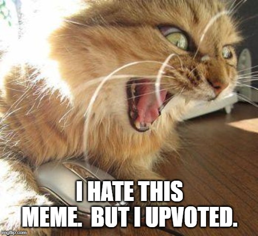angry cat | I HATE THIS MEME.  BUT I UPVOTED. | image tagged in angry cat | made w/ Imgflip meme maker