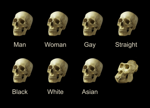 Dumb Skull Meme Blank Meme Template