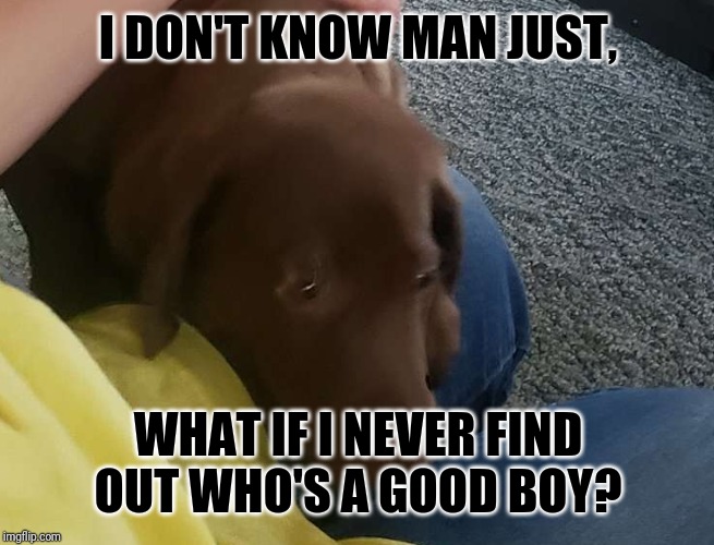 Happy Dog |  I DON'T KNOW MAN JUST, WHAT IF I NEVER FIND OUT WHO'S A GOOD BOY? | image tagged in happy dog | made w/ Imgflip meme maker