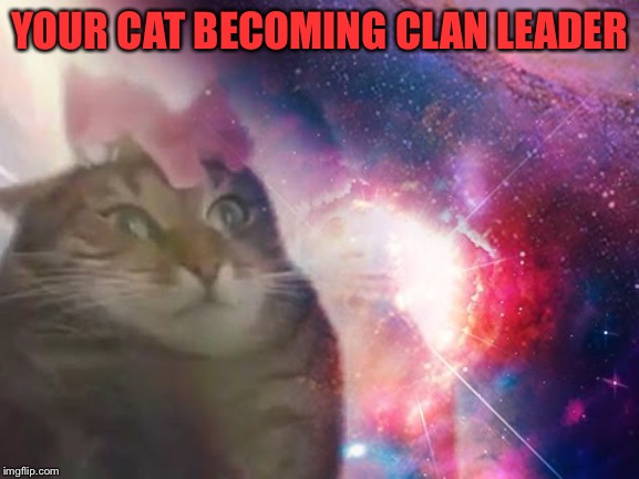 the prophecy is true cat | YOUR CAT BECOMING CLAN LEADER | image tagged in the prophecy is true cat | made w/ Imgflip meme maker