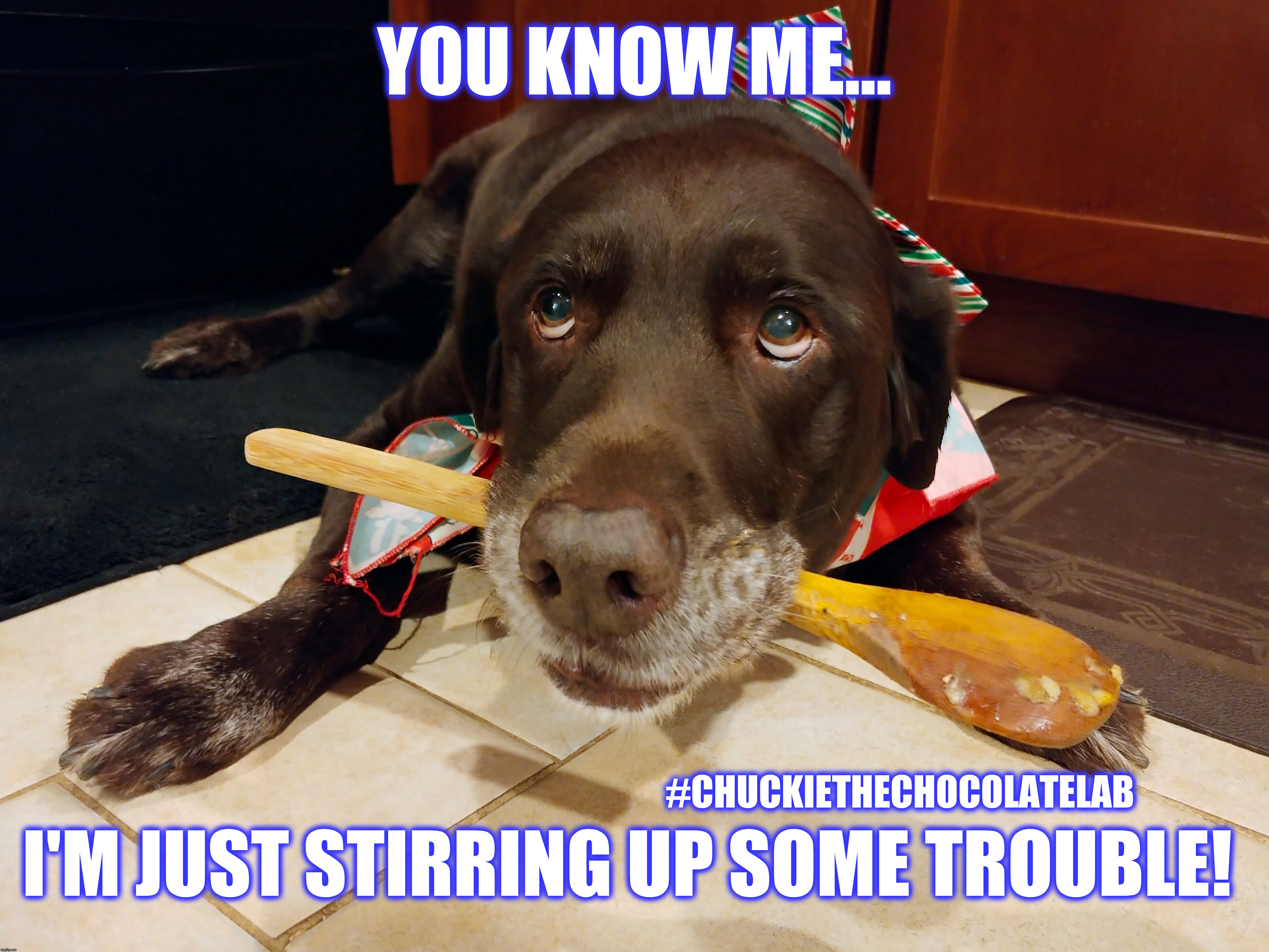Stirring up some trouble | YOU KNOW ME... #CHUCKIETHECHOCOLATELAB; I'M JUST STIRRING UP SOME TROUBLE! | image tagged in chuckie the chocolate lab,stirring,stirring up some trouble,funny,dogs,memes | made w/ Imgflip meme maker