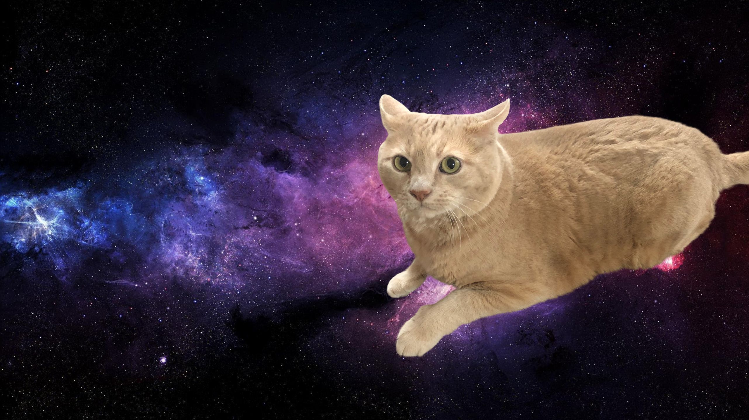 High Quality Fat Space Cat Blank Meme Template