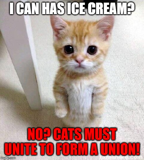 Cute Cat Meme | I CAN HAS ICE CREAM? NO? CATS MUST UNITE TO FORM A UNION! | image tagged in memes,cute cat | made w/ Imgflip meme maker