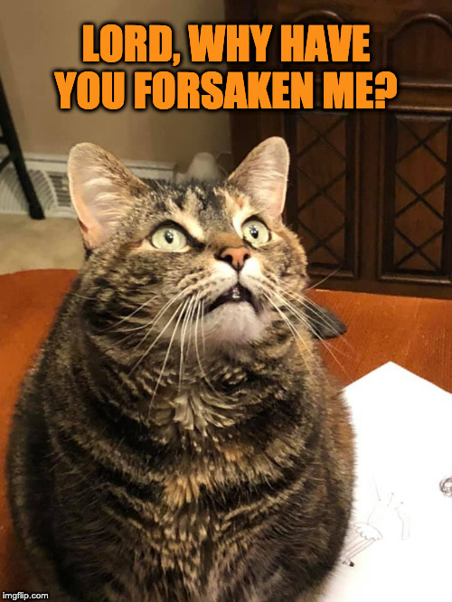 Millie | LORD, WHY HAVE YOU FORSAKEN ME? | image tagged in millie,millie the cat,fat cat,tabby cat,praying cat,concerned cat | made w/ Imgflip meme maker