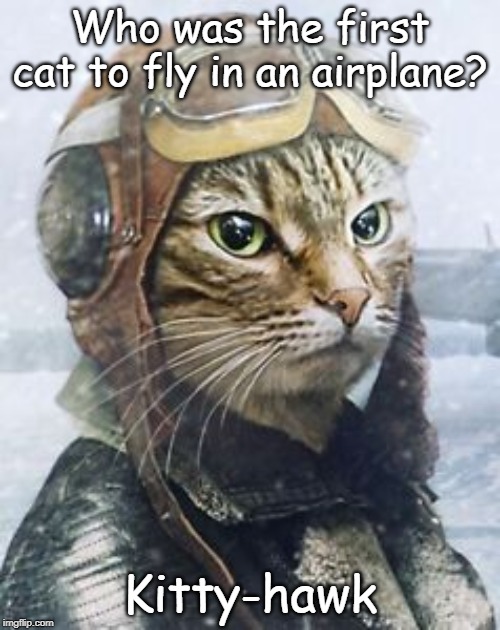 Kitty-hawk | Who was the first cat to fly in an airplane? Kitty-hawk | image tagged in cat | made w/ Imgflip meme maker
