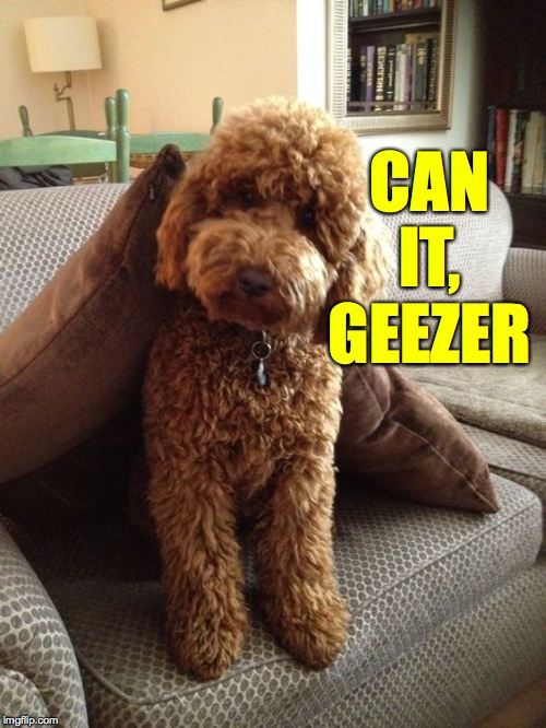 Labradoodle | CAN IT, GEEZER | image tagged in labradoodle | made w/ Imgflip meme maker