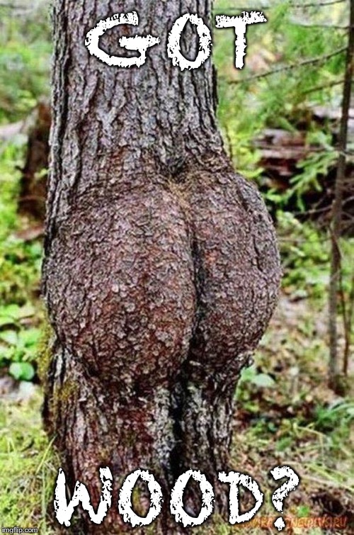 Sexy Tree | GOT; WOOD? | image tagged in sexy tree | made w/ Imgflip meme maker