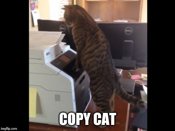 Copy Cat | COPY CAT | image tagged in copy cat | made w/ Imgflip meme maker