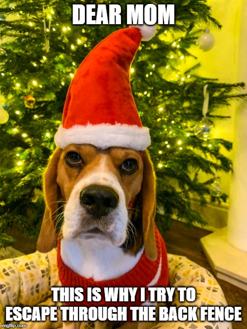 BeagleXmas | DEAR MOM; THIS IS WHY I TRY TO ESCAPE THROUGH THE BACK FENCE | image tagged in what beagles really think | made w/ Imgflip meme maker