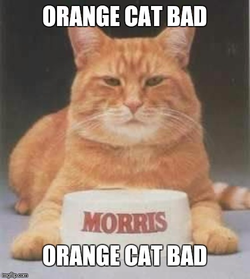 Boomer Cat | ORANGE CAT BAD; ORANGE CAT BAD | image tagged in boomer cat | made w/ Imgflip meme maker