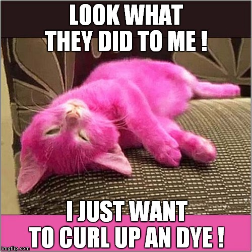 Curl Up and Dye | LOOK WHAT THEY DID TO ME ! I JUST WANT TO CURL UP AN DYE ! | image tagged in cats | made w/ Imgflip meme maker