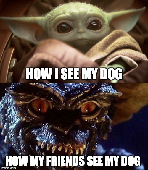 My Dog | HOW I SEE MY DOG; HOW MY FRIENDS SEE MY DOG | image tagged in dog,funny dog memes,i love dogs,evil dog,how i see my dog,how my friends see my dog | made w/ Imgflip meme maker