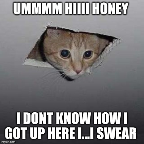 Ceiling Cat | UMMMM HIIII HONEY; I DONT KNOW HOW I GOT UP HERE I...I SWEAR | image tagged in memes,ceiling cat | made w/ Imgflip meme maker