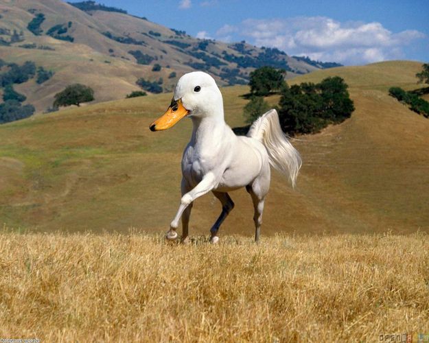 High Quality Duck Horse Blank Meme Template