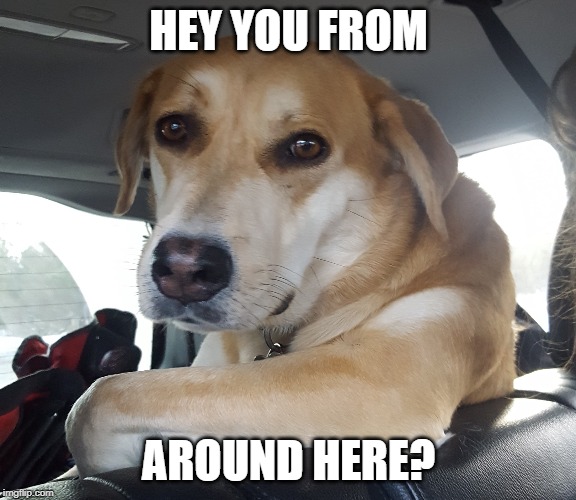 Meme Doggo | HEY YOU FROM; AROUND HERE? | image tagged in meme doggo | made w/ Imgflip meme maker