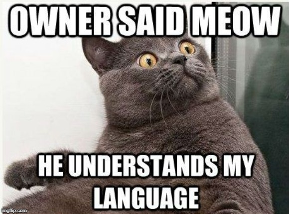 cat talk | image tagged in cat humor,talking with cat | made w/ Imgflip meme maker