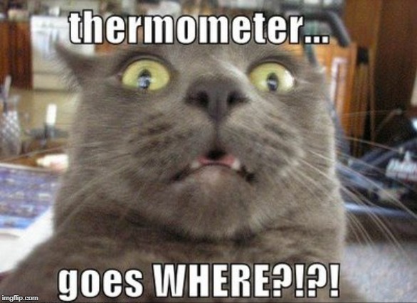 thermometergoes where? | image tagged in cat humor,thermometer,scared cat | made w/ Imgflip meme maker