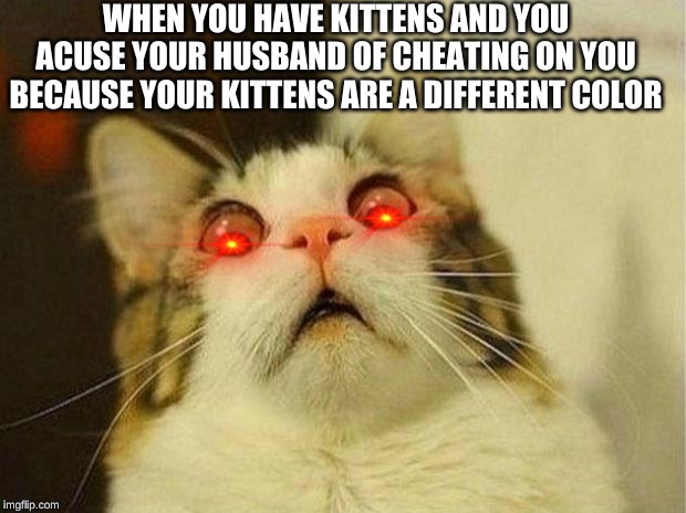 Scared Cat | WHEN YOU HAVE KITTENS AND YOU ACUSE YOUR HUSBAND OF CHEATING ON YOU BECAUSE YOUR KITTENS ARE A DIFFERENT COLOR | image tagged in memes,scared cat | made w/ Imgflip meme maker