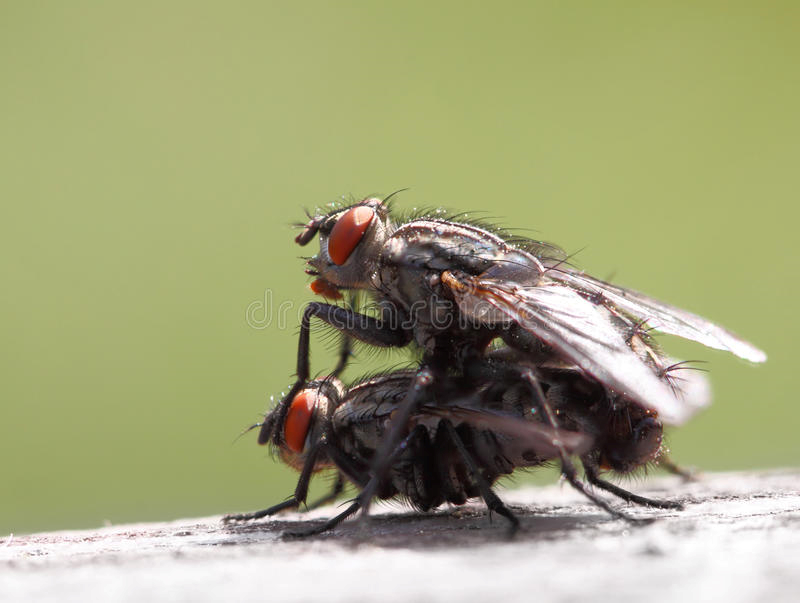 High Quality Insect Repelant Blank Meme Template