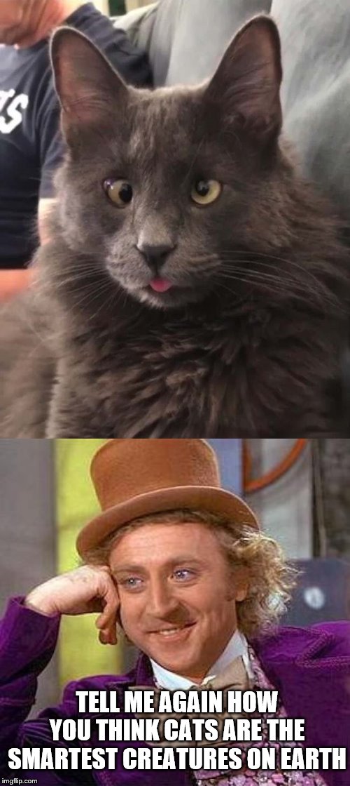 Ah yes, the majestic, noble beast. | TELL ME AGAIN HOW YOU THINK CATS ARE THE SMARTEST CREATURES ON EARTH | image tagged in memes,creepy condescending wonka,cats,smart,i'm smarter than you | made w/ Imgflip meme maker