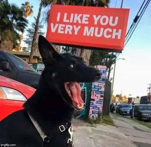 I like you very much. | image tagged in dogs,love,i love you,happy | made w/ Imgflip meme maker