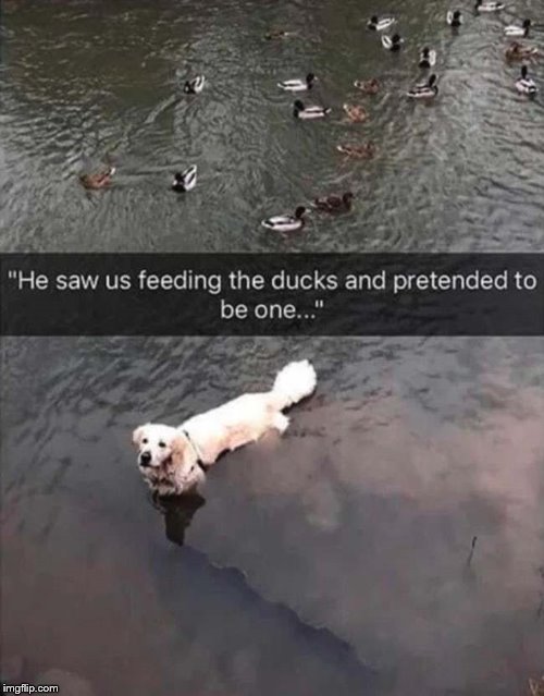 Found this picture. Felt that it should be here in the DUCKS stream. | image tagged in ducks,dogs,wannabe | made w/ Imgflip meme maker