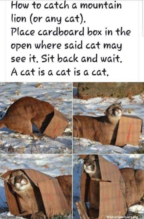 A cat is a cat is a cat. | image tagged in cats,boxes | made w/ Imgflip meme maker