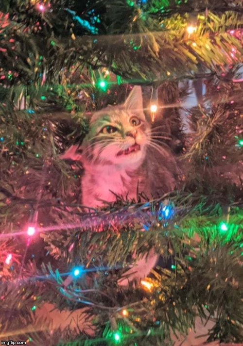 Have a Merry Christmas! | image tagged in merry christmas,christmas,cats,christmas tree | made w/ Imgflip meme maker