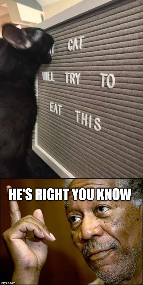 The cat is trying to eat this | HE'S RIGHT YOU KNOW | image tagged in this morgan freeman,cats,funny signs,eating | made w/ Imgflip meme maker