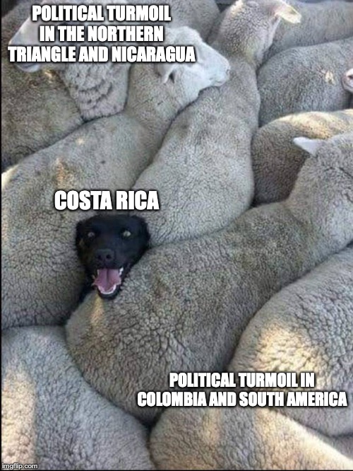 black sheep dog | POLITICAL TURMOIL IN THE NORTHERN TRIANGLE AND NICARAGUA; COSTA RICA; POLITICAL TURMOIL IN COLOMBIA AND SOUTH AMERICA | image tagged in black sheep dog | made w/ Imgflip meme maker