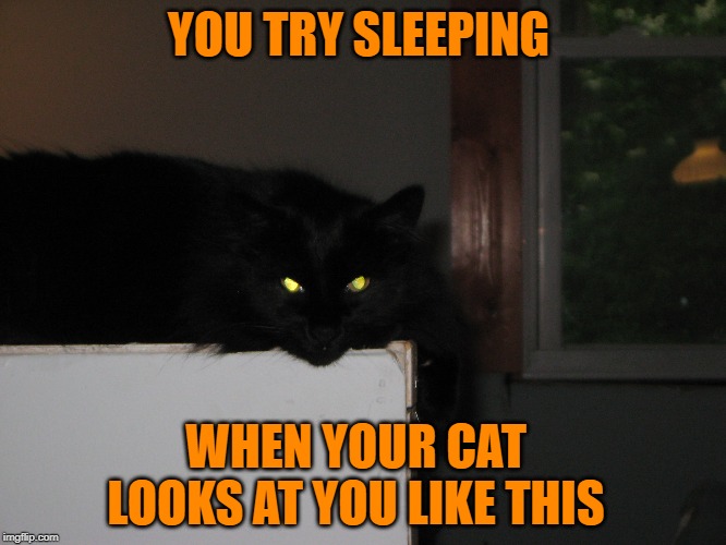 They are so cute when they are evil | YOU TRY SLEEPING; WHEN YOUR CAT LOOKS AT YOU LIKE THIS | image tagged in go to sleep cat,just a joke | made w/ Imgflip meme maker