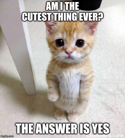 AM I THE CUTEST THING EVER? THE ANSWER IS YES | image tagged in cats,cute cat | made w/ Imgflip meme maker