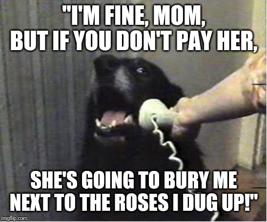 Yes this is dog | "I'M FINE, MOM, BUT IF YOU DON'T PAY HER, SHE'S GOING TO BURY ME NEXT TO THE ROSES I DUG UP!" | image tagged in yes this is dog | made w/ Imgflip meme maker