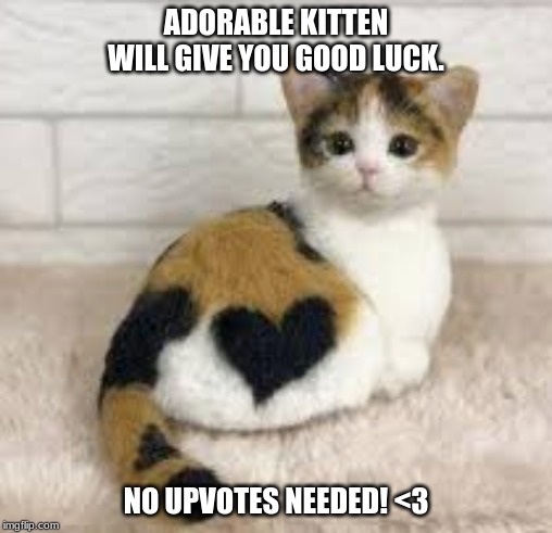Cute Heart Kitten | ADORABLE KITTEN WILL GIVE YOU GOOD LUCK. NO UPVOTES NEEDED! <3 | image tagged in cute heart kitten | made w/ Imgflip meme maker