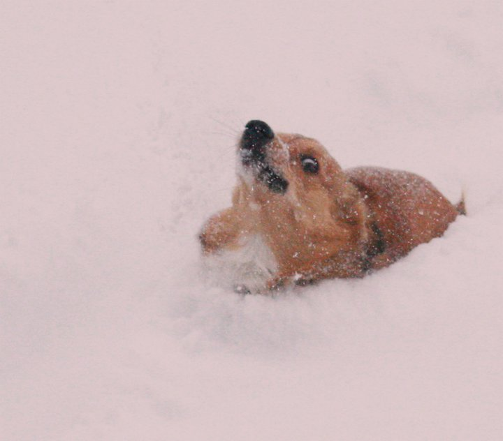 Oh no Corgi Blank Meme Template