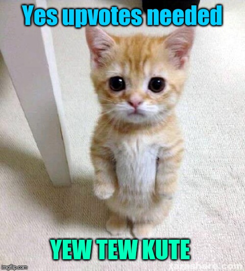 Cute Cat Meme | Yes upvotes needed YEW TEW KUTE | image tagged in memes,cute cat | made w/ Imgflip meme maker