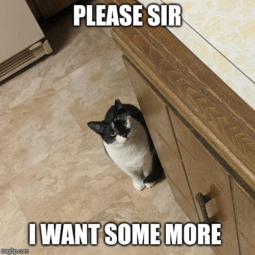 PLEASE SIR; I WANT SOME MORE | image tagged in oliver twist please sir | made w/ Imgflip meme maker