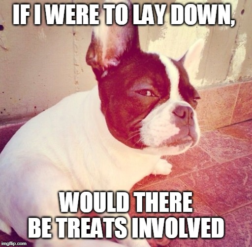 Follow zagobull on instagram | IF I WERE TO LAY DOWN, WOULD THERE BE TREATS INVOLVED | image tagged in follow zagobull on instagram | made w/ Imgflip meme maker