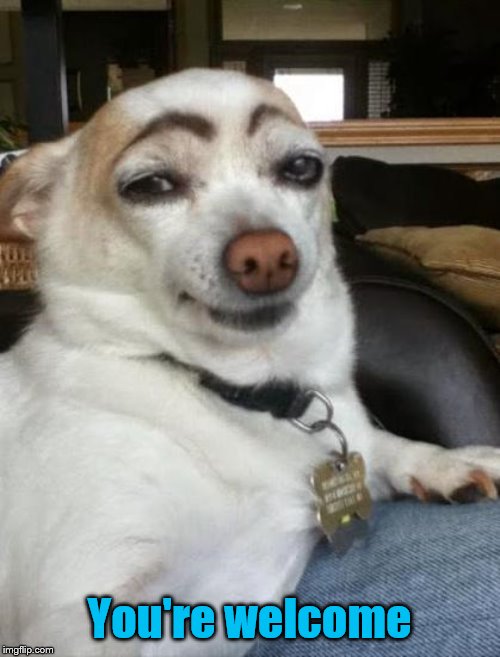 dog eyebrows | You're welcome | image tagged in dog eyebrows | made w/ Imgflip meme maker