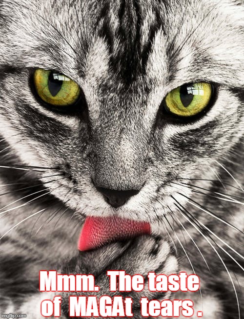 Mmm.  The taste  of  MAGAt  tears . | image tagged in mmm,magat tears,cat | made w/ Imgflip meme maker