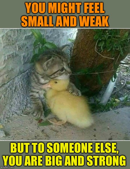 Kitty and ducky | YOU MIGHT FEEL SMALL AND WEAK; BUT TO SOMEONE ELSE, YOU ARE BIG AND STRONG | image tagged in cute animals,positive thinking | made w/ Imgflip meme maker