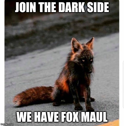 Fox Maul | JOIN THE DARK SIDE; WE HAVE FOX MAUL | image tagged in fox,star wars,bad pun | made w/ Imgflip meme maker