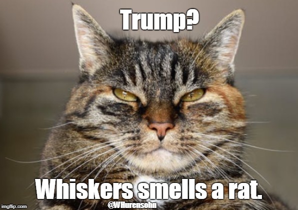 Dogs and children know.
In Trump's case, cats know. | @WHurensohn | image tagged in trump,whiskers,rat | made w/ Imgflip meme maker